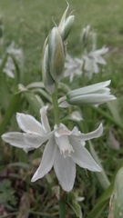 Ornithogalum