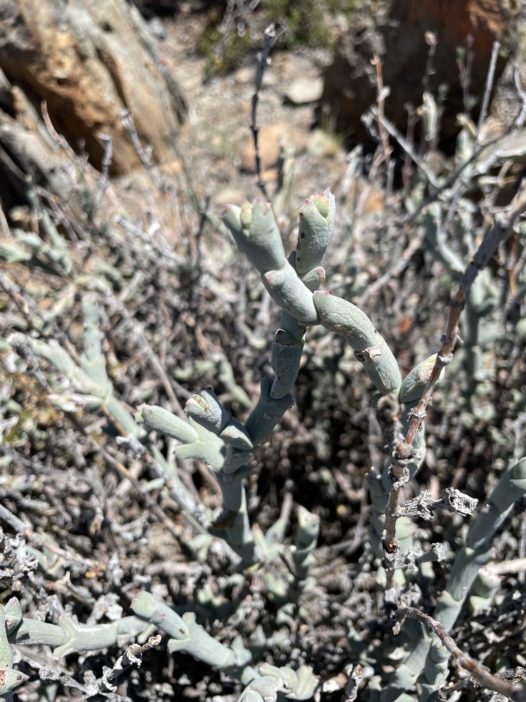 Ruschia crassa