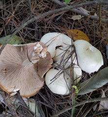 Leucopaxillus laterarius