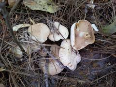 Leucopaxillus laterarius