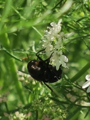 Copestylum mexicanum