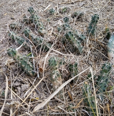 Echinocereus berlandieri