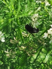 Copestylum mexicanum