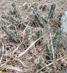 Echinocereus berlandieri