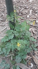 Chelidonium majus