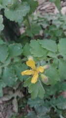 Chelidonium majus