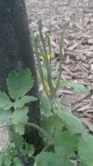 Chelidonium majus
