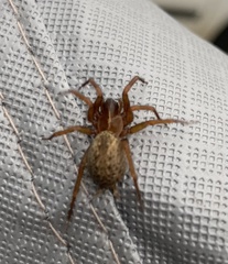 Lycosoides coarctata