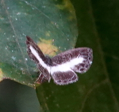 Nymphidium baeotia