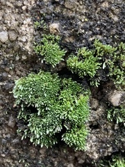 Bryopsida