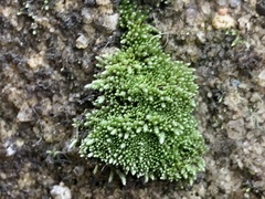 Bryopsida