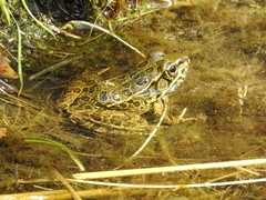 Lithobates yavapaiensis