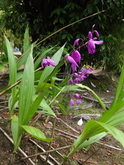 Bletilla striata