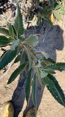 Eriodictyon crassifolium