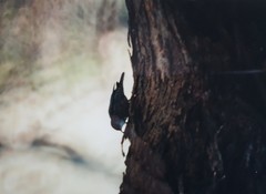 Cormobates leucophaea leucophaea