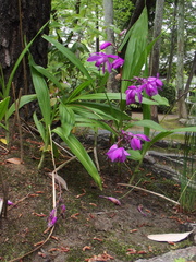 Bletilla striata
