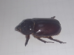 Strategus aloeus