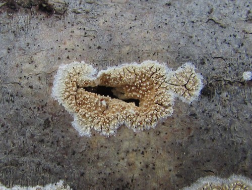 Basidioradulum crustosum