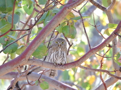 Glaucidium gnoma hoskinsii