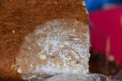 Penicillium