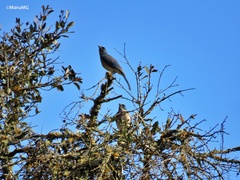 Aphelocoma wollweberi