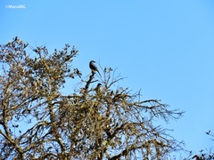 Aphelocoma wollweberi