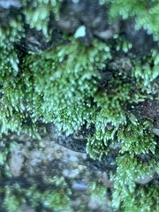 Bryopsida