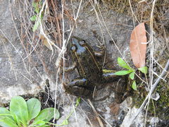 Lithobates yavapaiensis