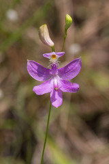 Calopogon tuberosus tuberosus
