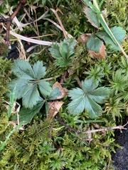 Potentilla canadensis