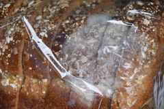 Penicillium