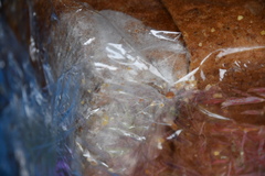 Penicillium