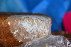 Penicillium