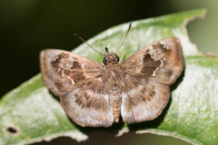 Quadrus u-lucida mimus