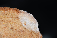Penicillium