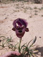 Iris petrana