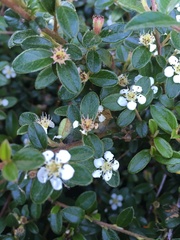 Cotoneaster dammeri
