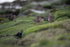 Calidris maritima
