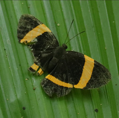 Panara soana