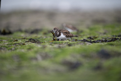 Arenaria interpres