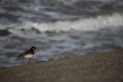 Haematopus ostralegus