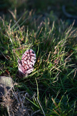 Petasites