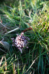 Petasites