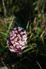 Petasites
