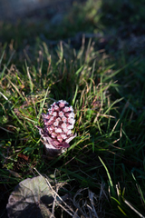 Petasites