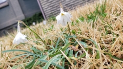 Ipheion uniflorum