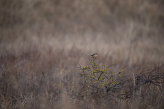 Saxicola rubicola