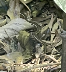 Thamnophis saurita image
