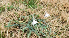 Ipheion uniflorum