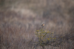 Saxicola rubicola